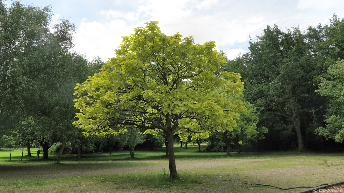 Montivilliers (Catalpa)