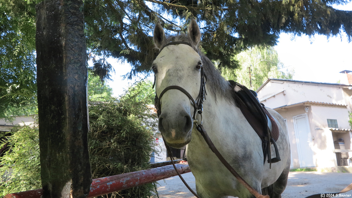 Gonfreville l'Orcher (Poney)