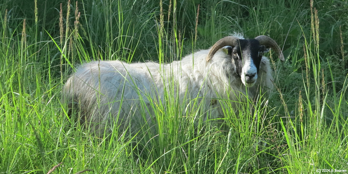 Gonfreville l'Orcher (Mouton)