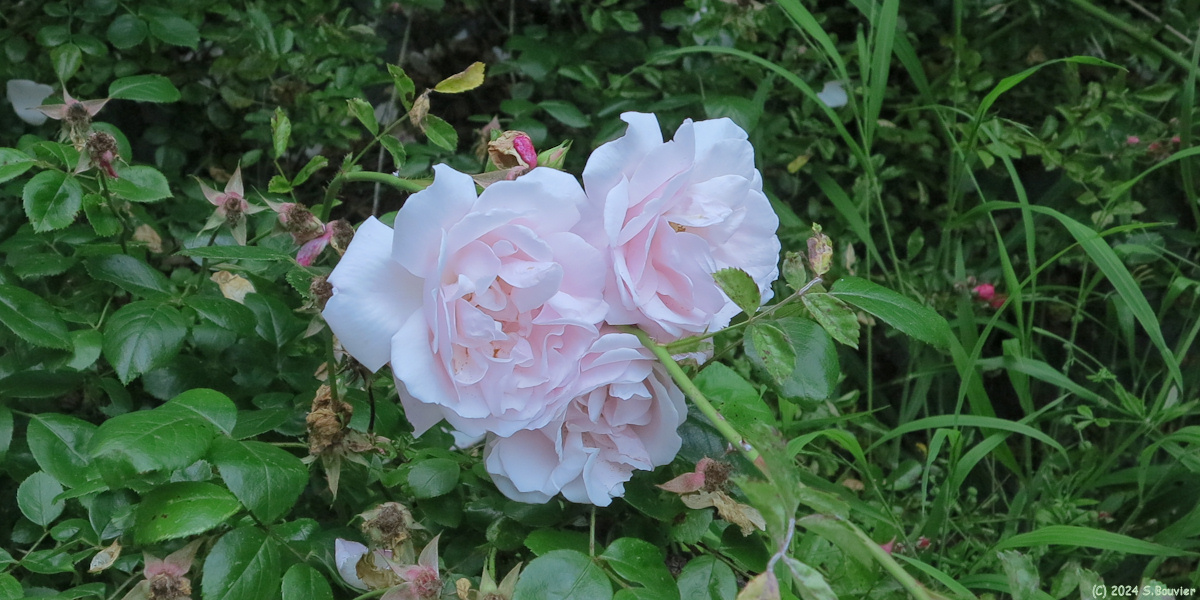 Montivilliers (Roses)