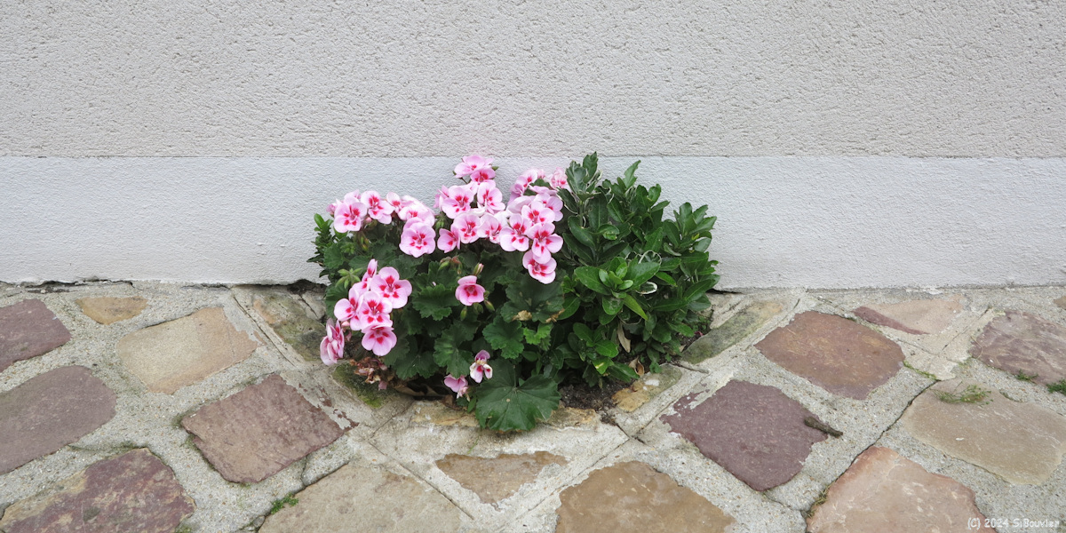 Le Havre (Pelargonium)