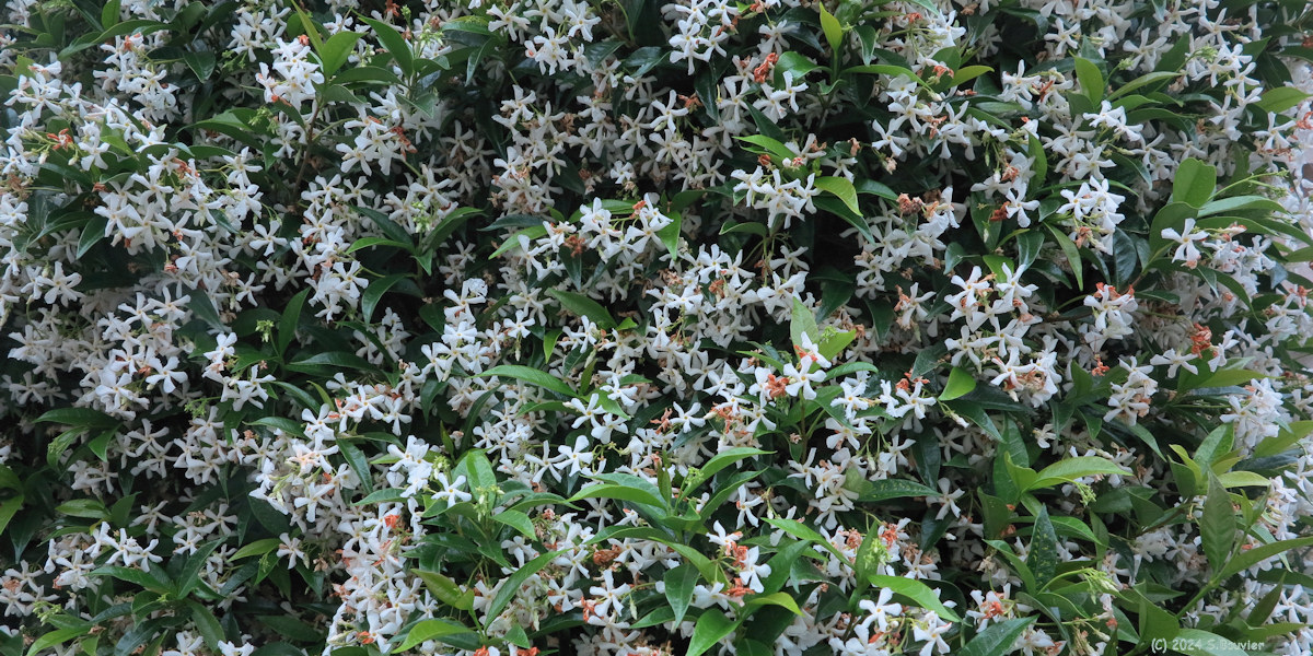 Le Havre (Jasmin)