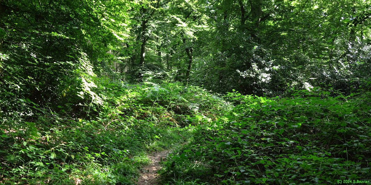 Forêt d'Arques (Sentier)