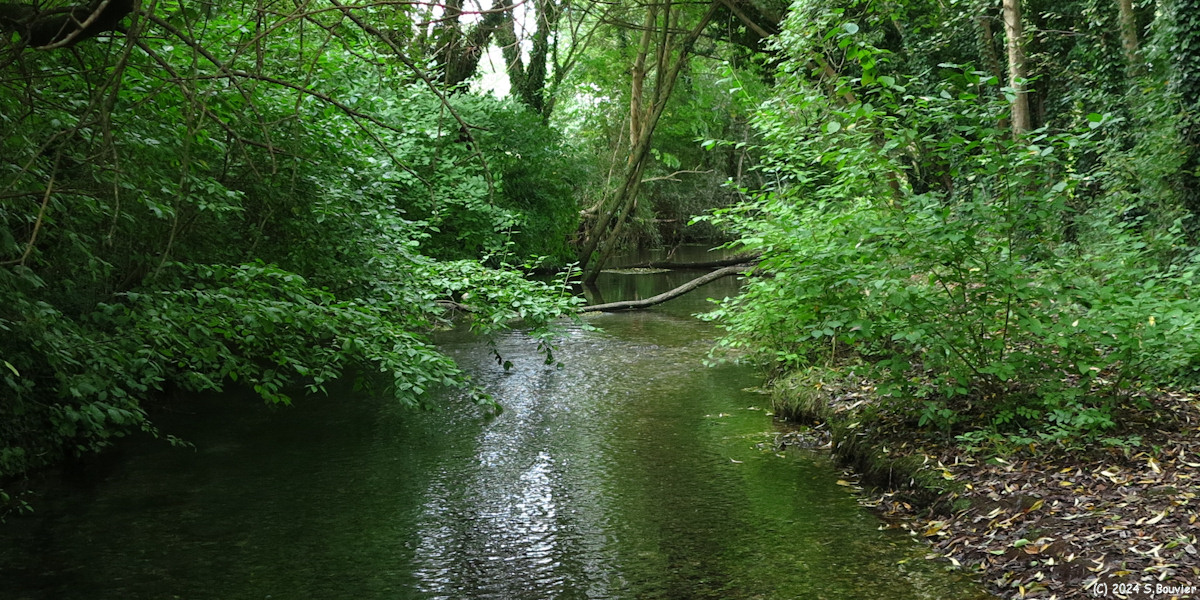 Saint Aubin le Cauf (Affluent 2)