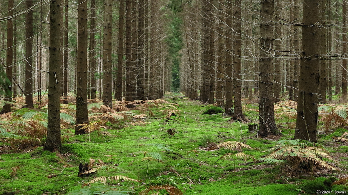 Massif de Pimont (Sapins, Mousse)