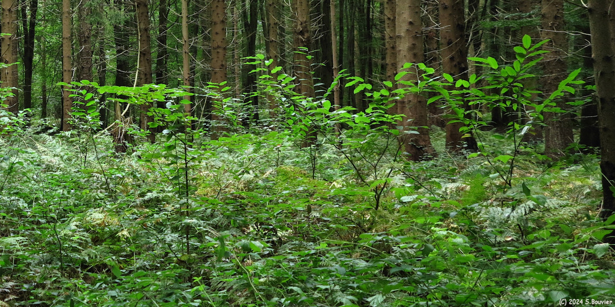 Massif de Pimont (Jeunes Pousses)