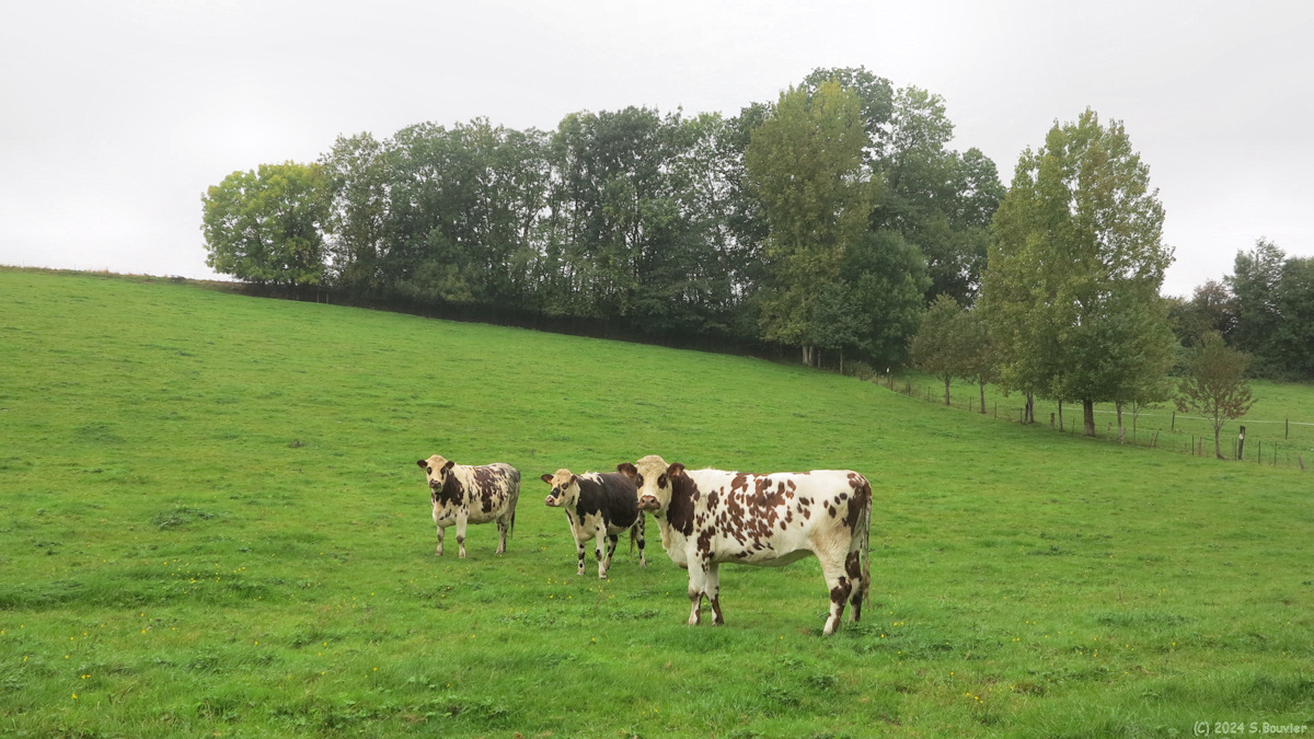 Longueville sur Scie (Taureaux)