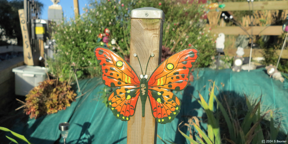 Cropus (Papillon)