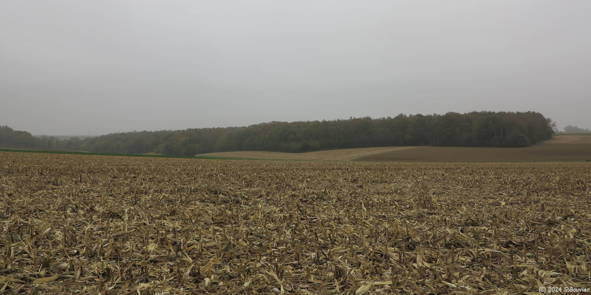 Heugleville sur Scie (Bois)