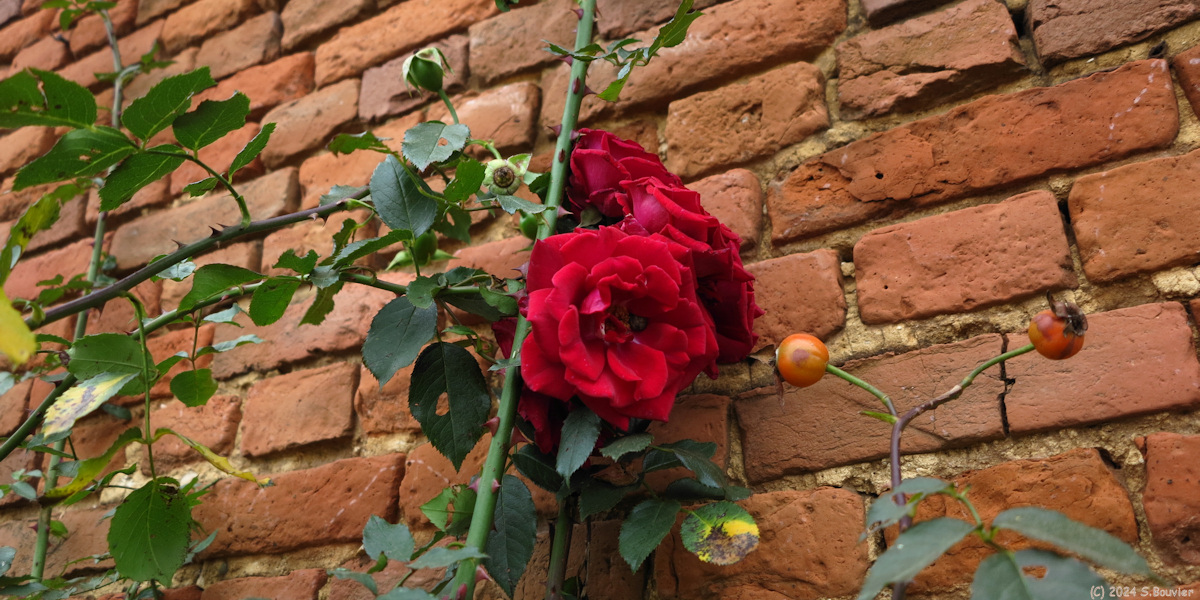 Auffay (Roses)