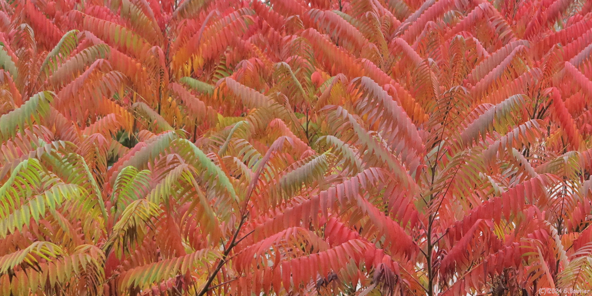 Auffay (Sumac de Virginie)