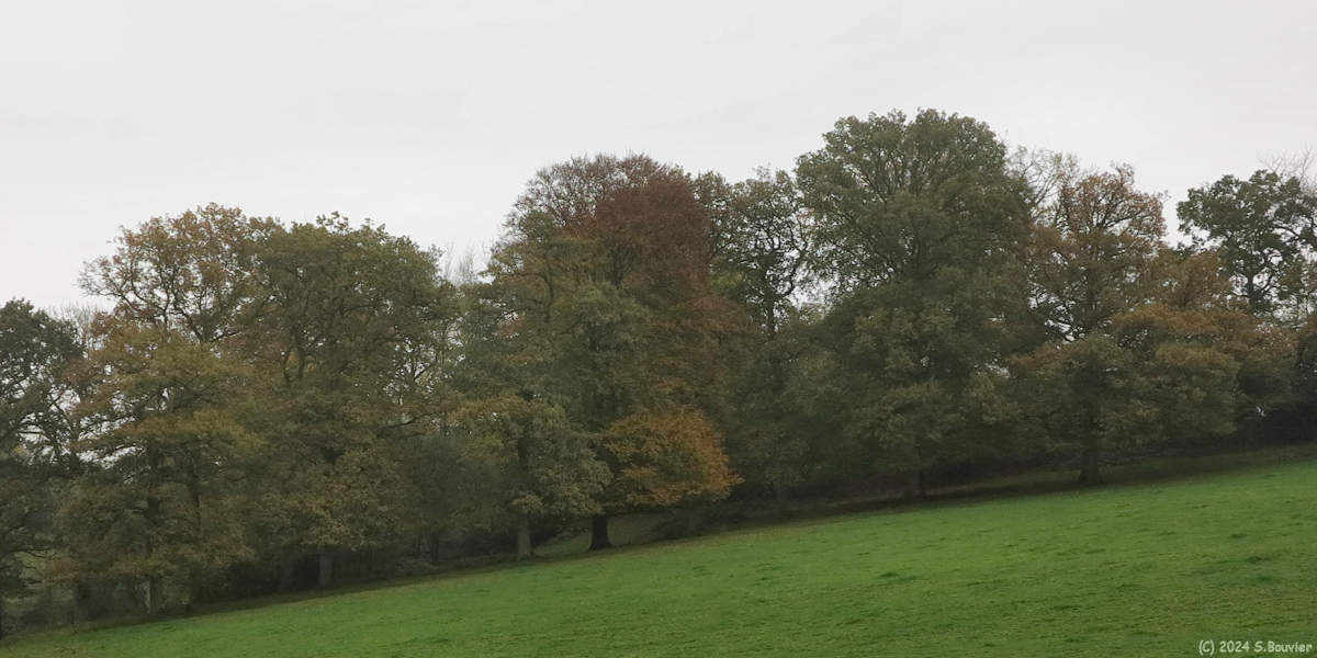 Sévis (Arbres)