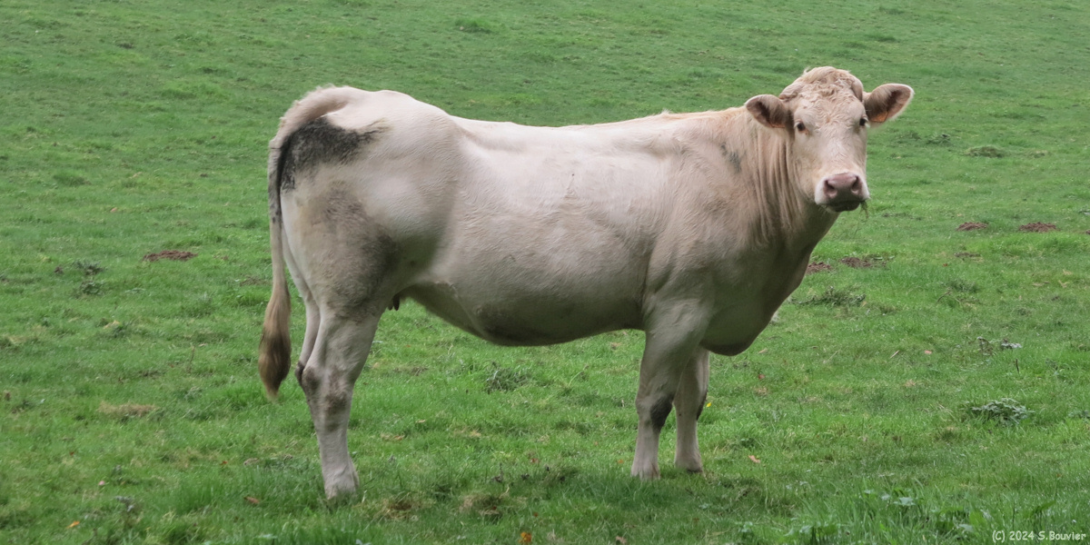 Sévis (Vache)