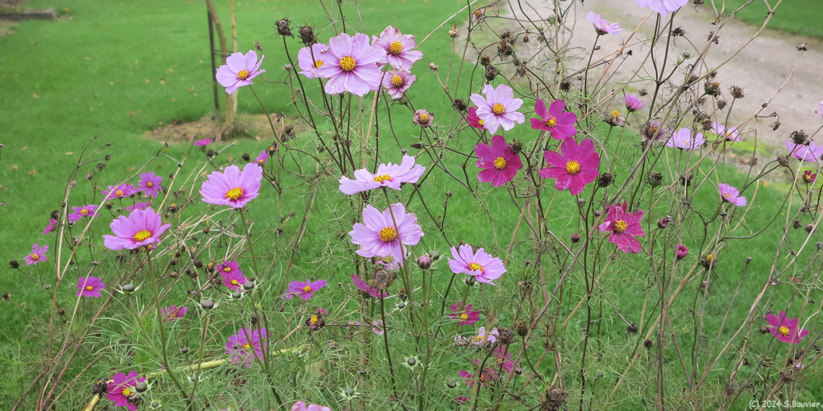 Cressy (Cosmos)