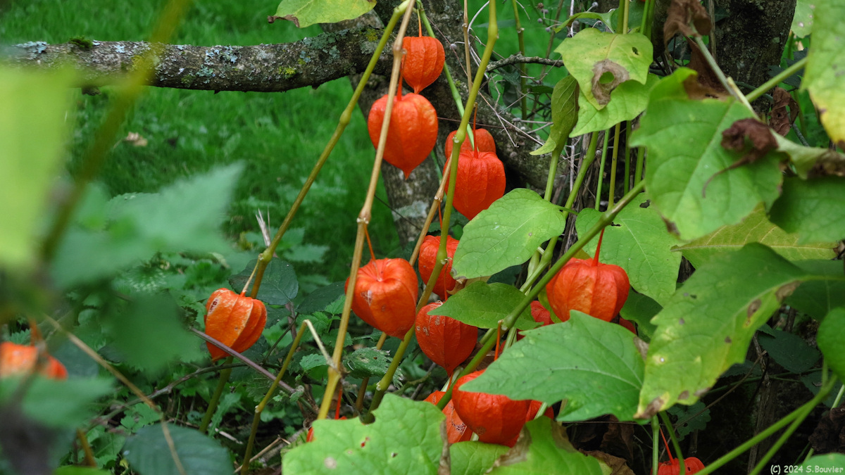 Cressy (Alkékenge)