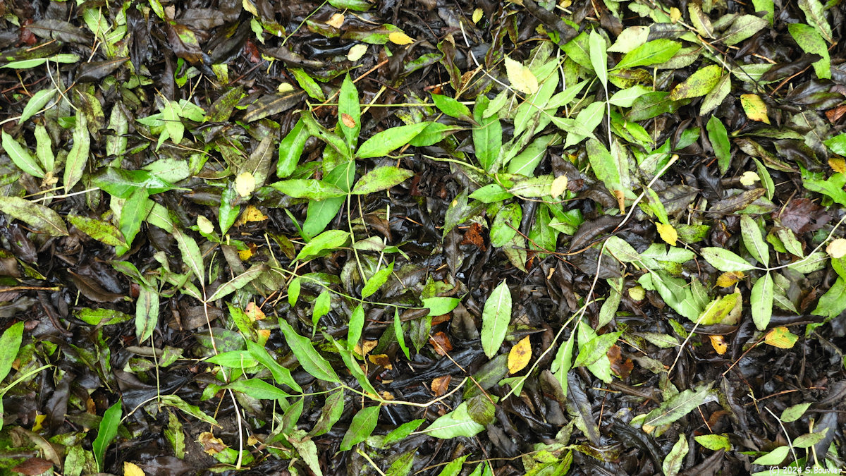 Amblie (Feuilles 1)