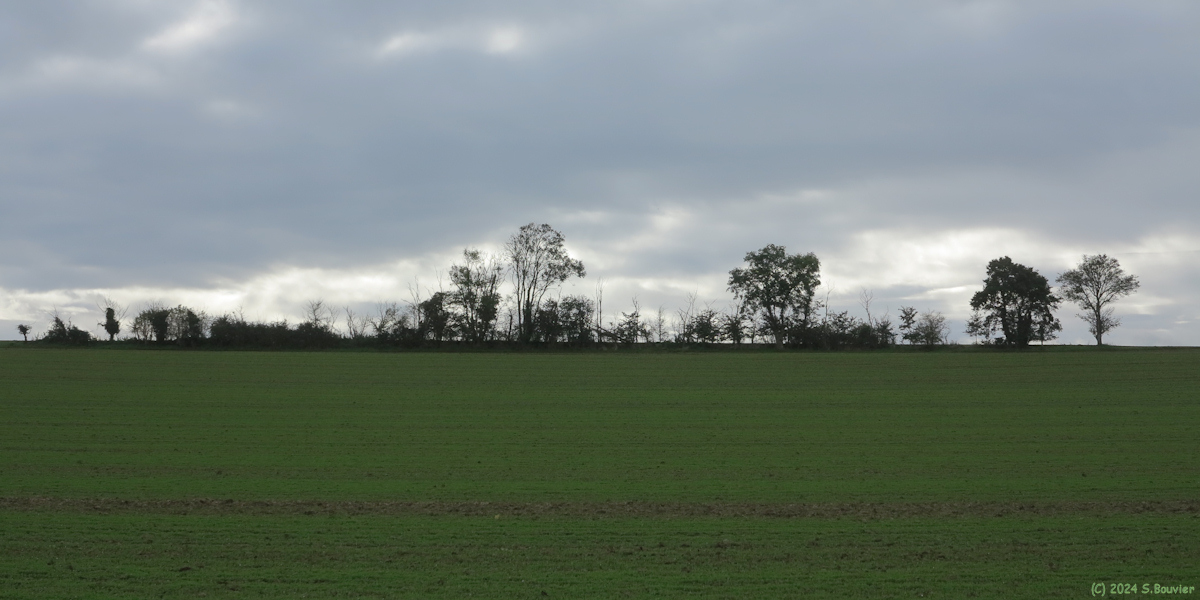 Amblie (Rideau d'Arbres)