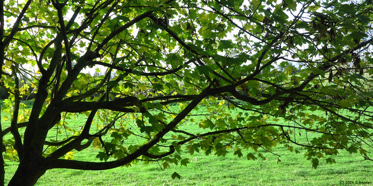 Amblie (Branches)