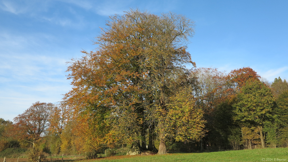 Auffay (Arbres)