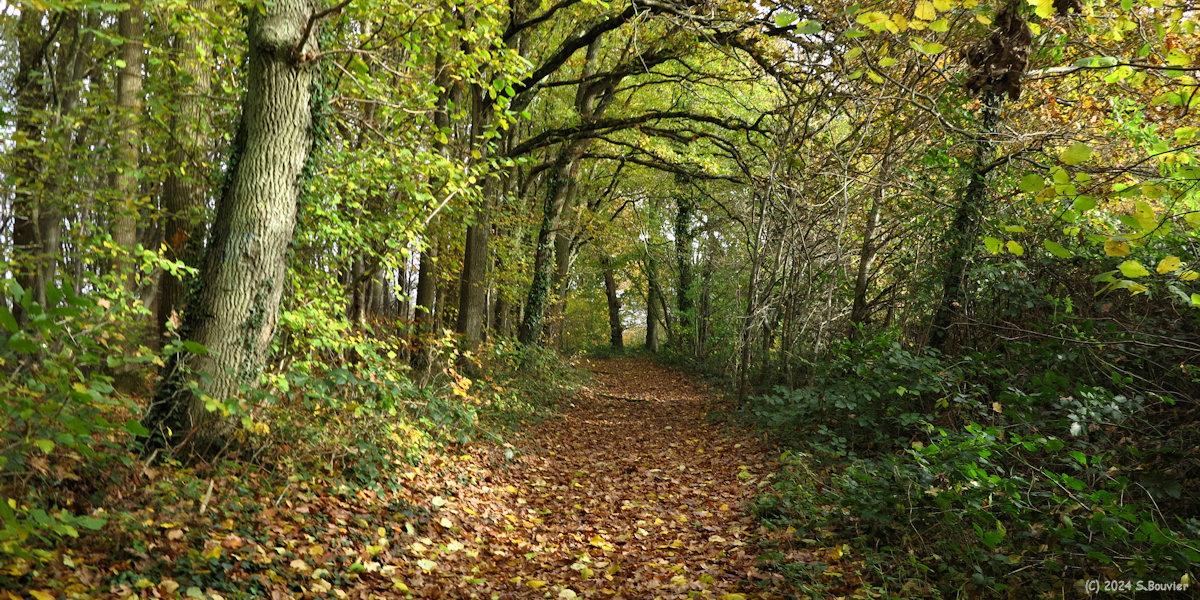 Saint Maclou de Folleville (Chemin 4)