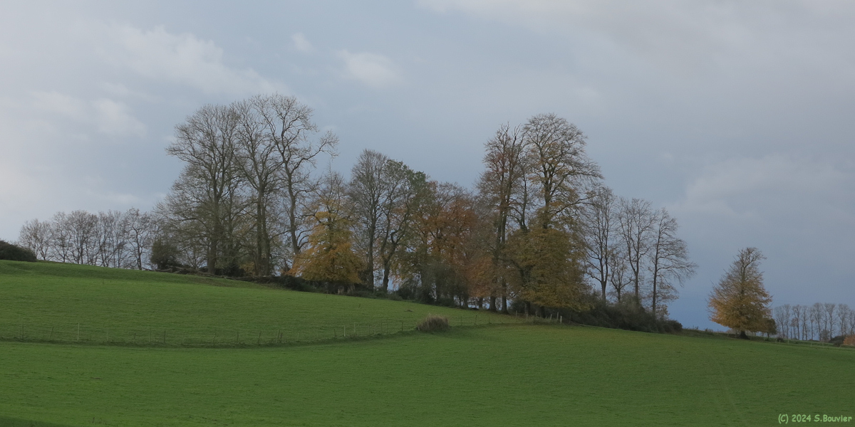 Saint Maclou de Folleville (Arbres)