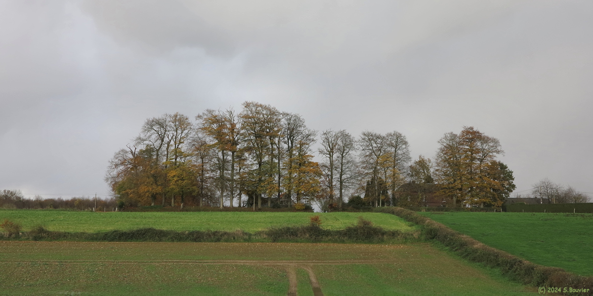 Saint Victor l'Abbaye (Arbres)