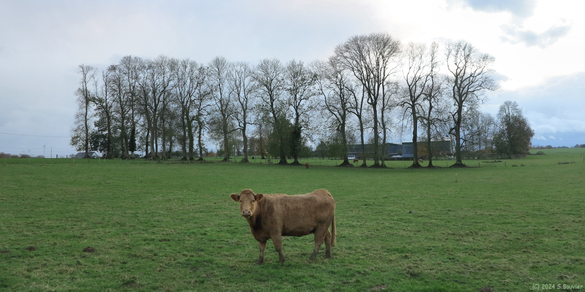 Saint Maclou de Folleville (Vache)