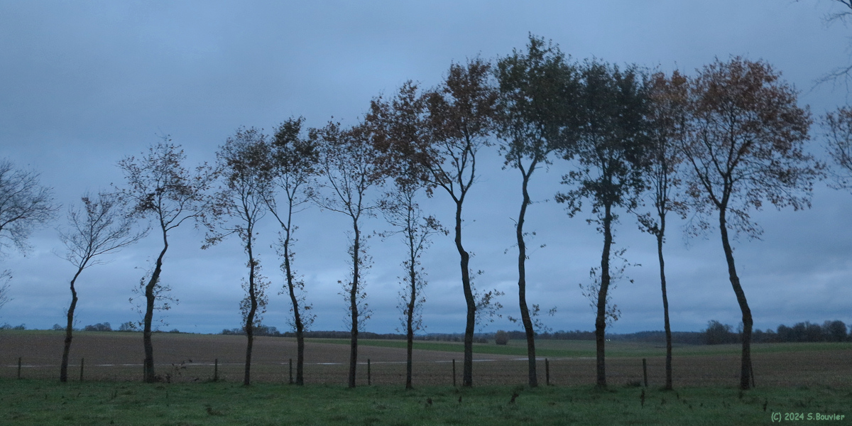 Fresnay le Long (Arbres)