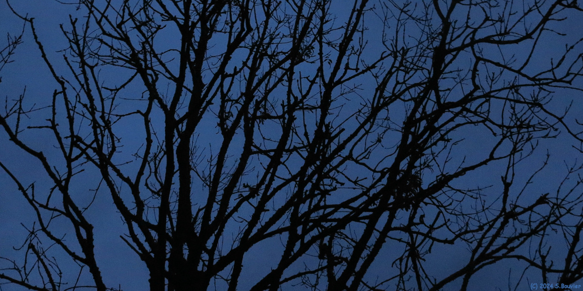 Saint Victor l'Abbaye (Branches)