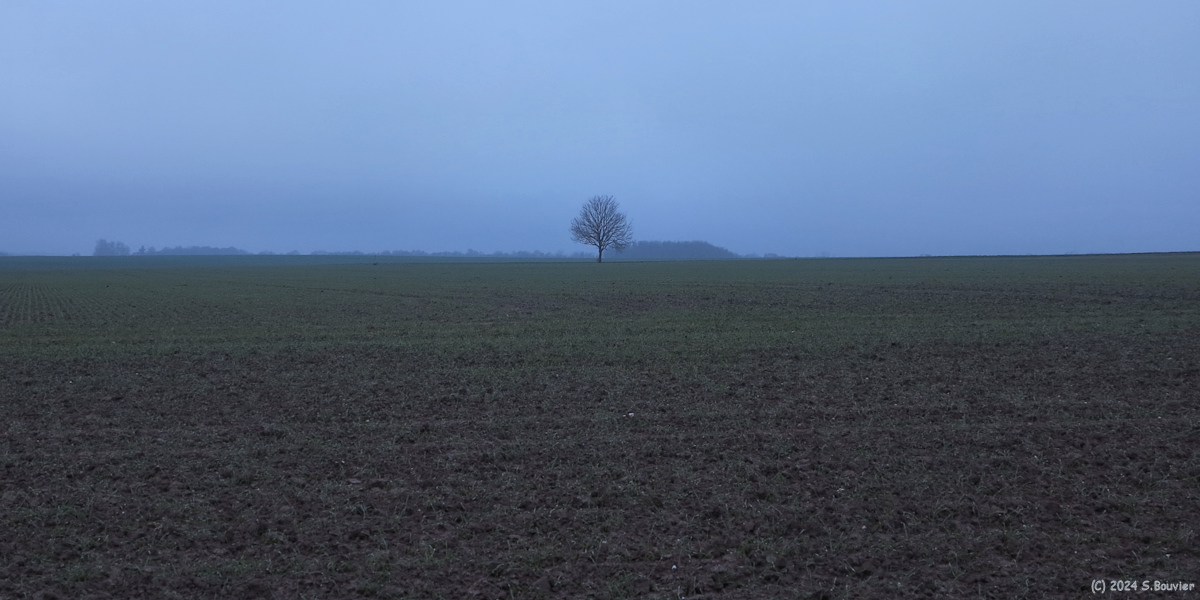 Frichemesnil (Arbre)