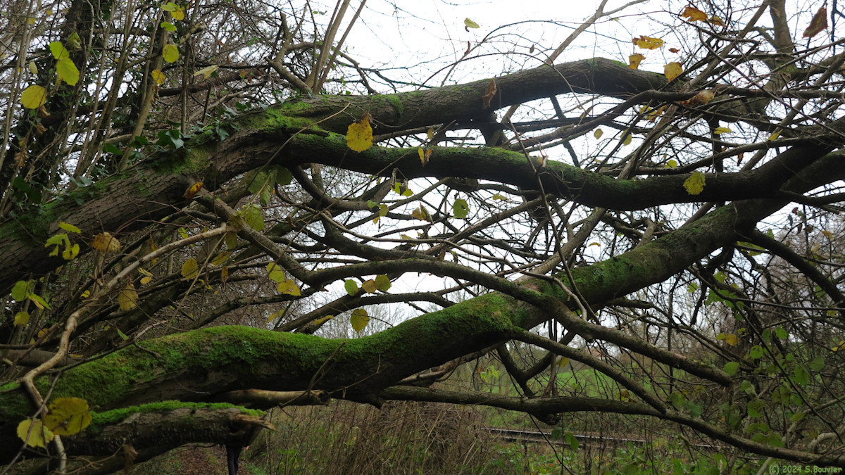 Grugny (Branchage)