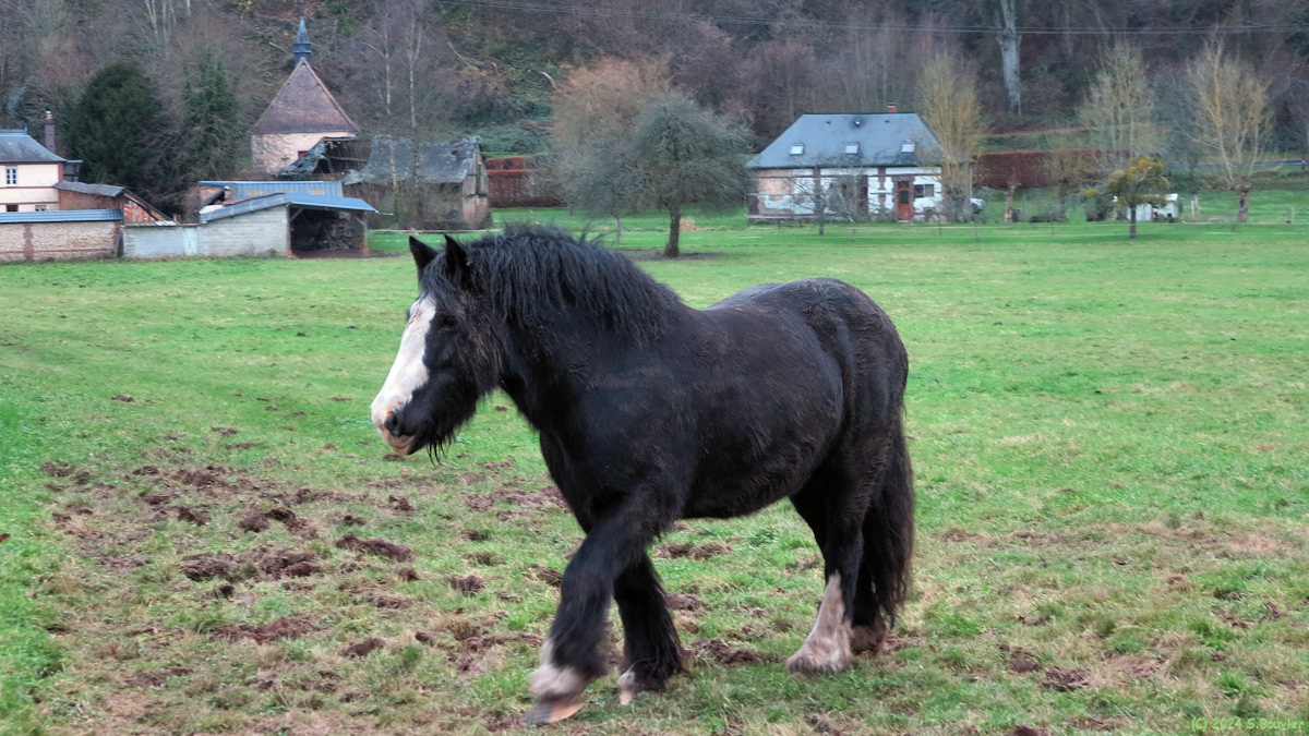 Clères (Cheval)