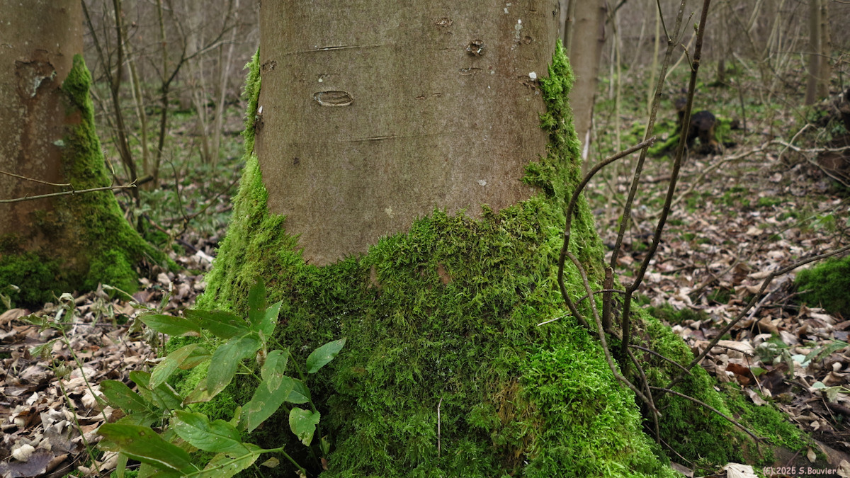 Montville (Mousse 1)