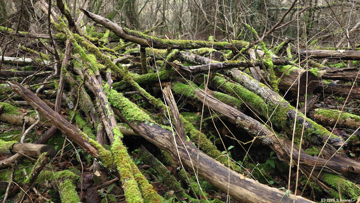 Anceaumeville (Branches)