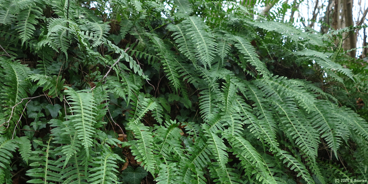 Mont Cauvaire (Polypode)