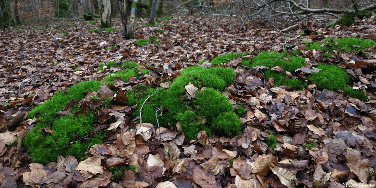 Montville (Mousse 2)