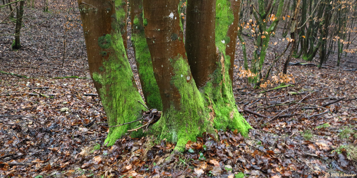 Forêt Verte (Mousse 1)