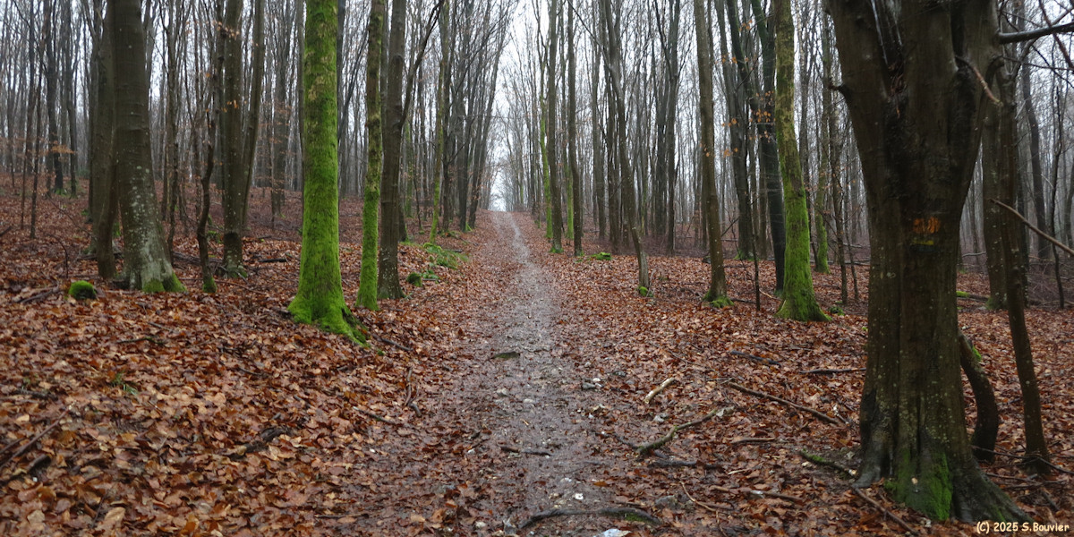 Forêt Verte (Chemin 2)