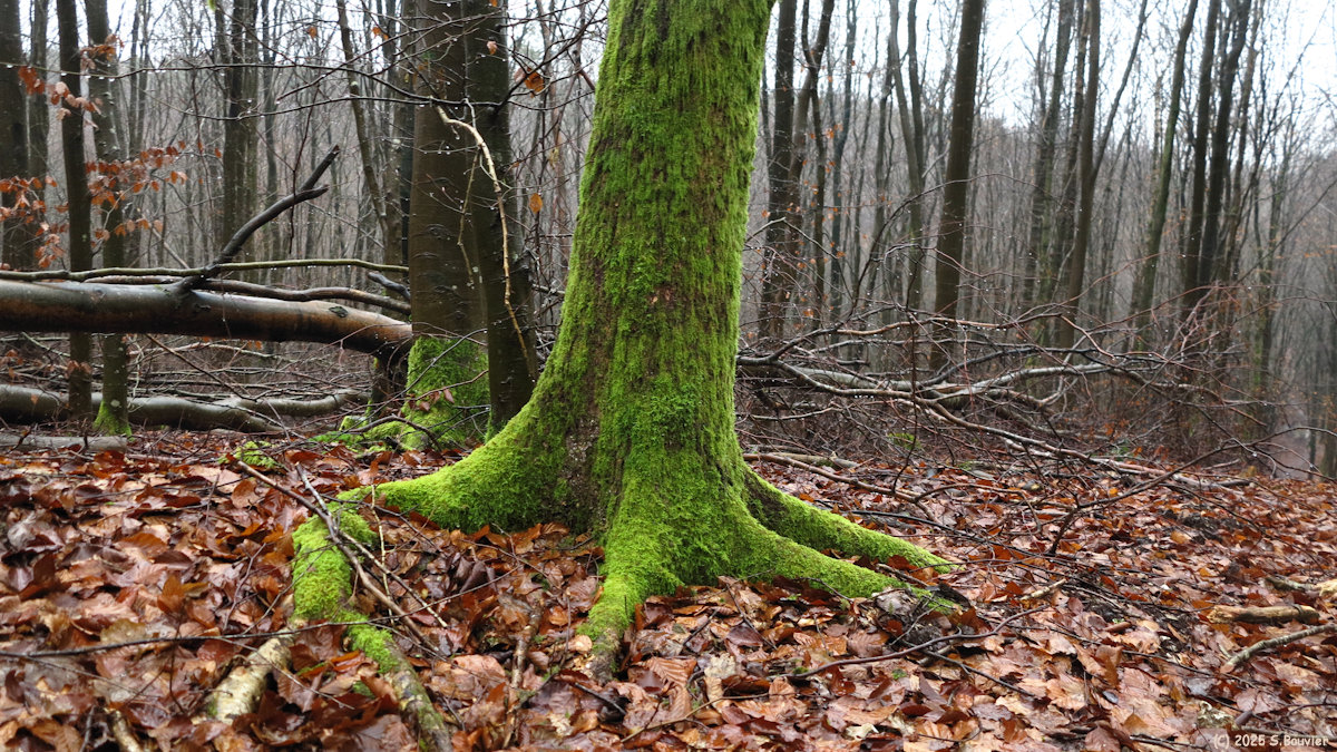 Forêt Verte (Mousse 2)