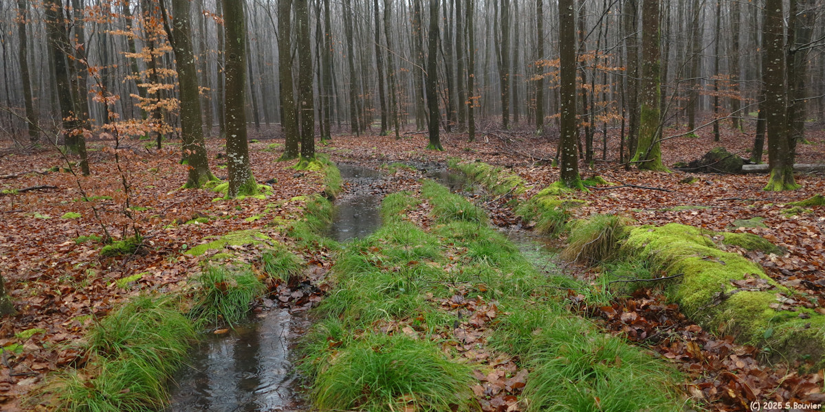 Forêt Verte (Chemin 3)