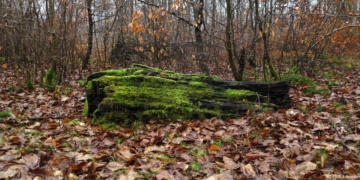 Forêt Verte (Mousse 3)