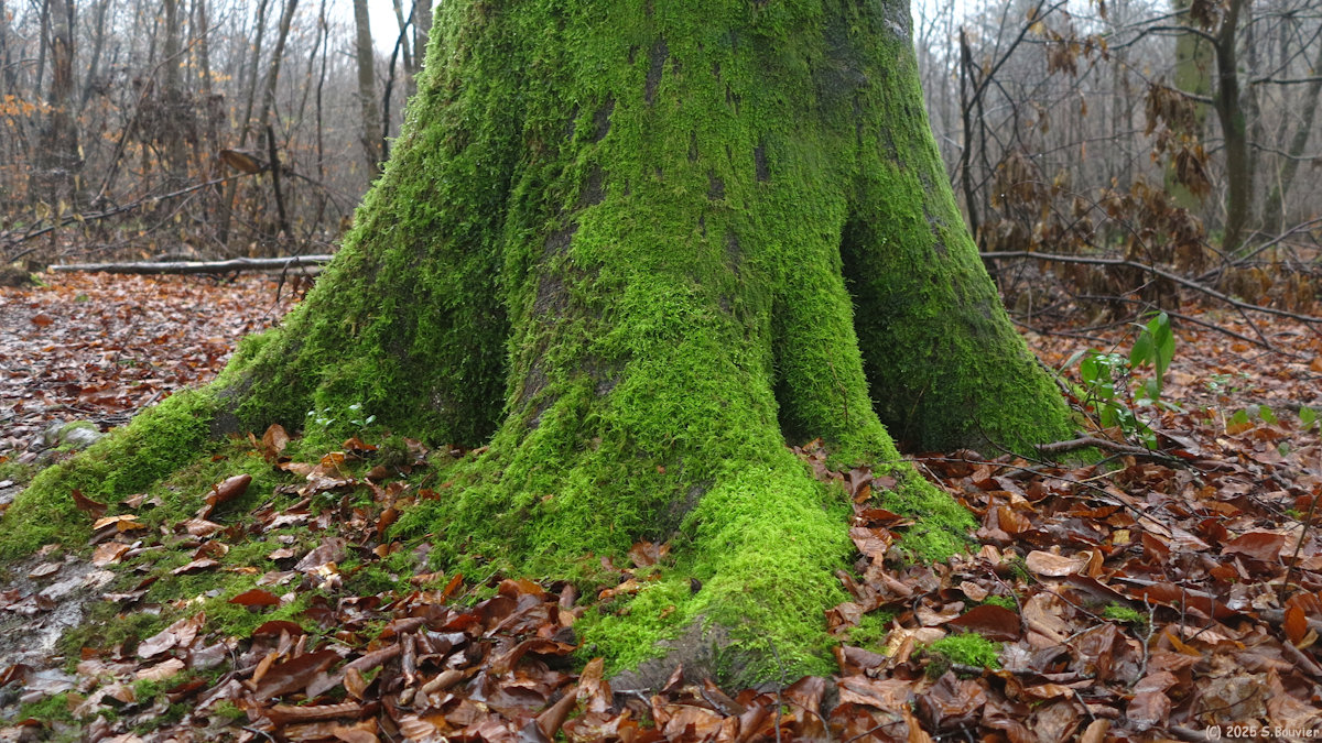 Forêt Verte (Mousse 5)