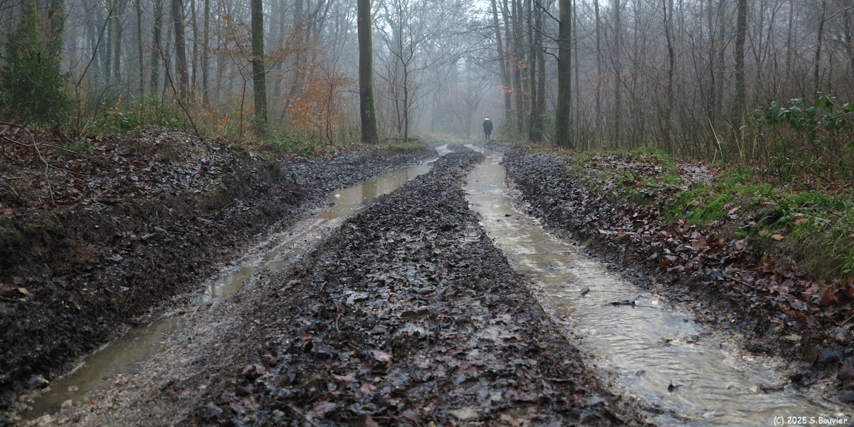 Malaunay (Chemin, Bois 1)
