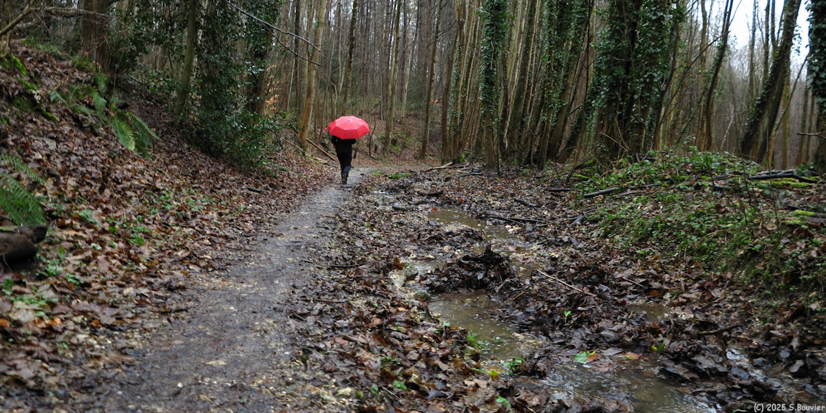 Forêt Verte (Chemin 1)