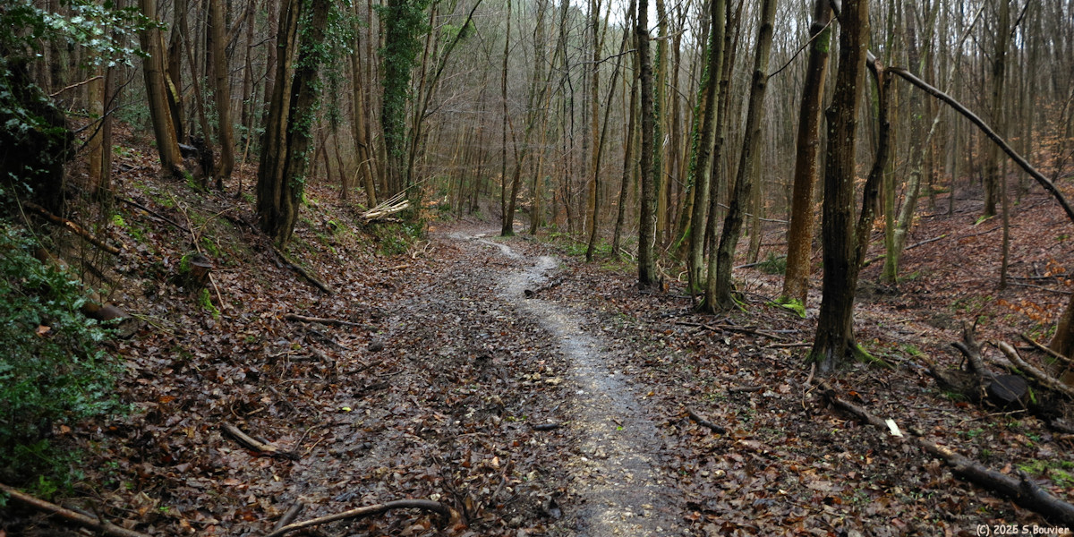 Forêt Verte (Chemin 2)