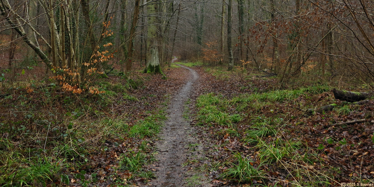 Forêt Verte (Chemin 3)