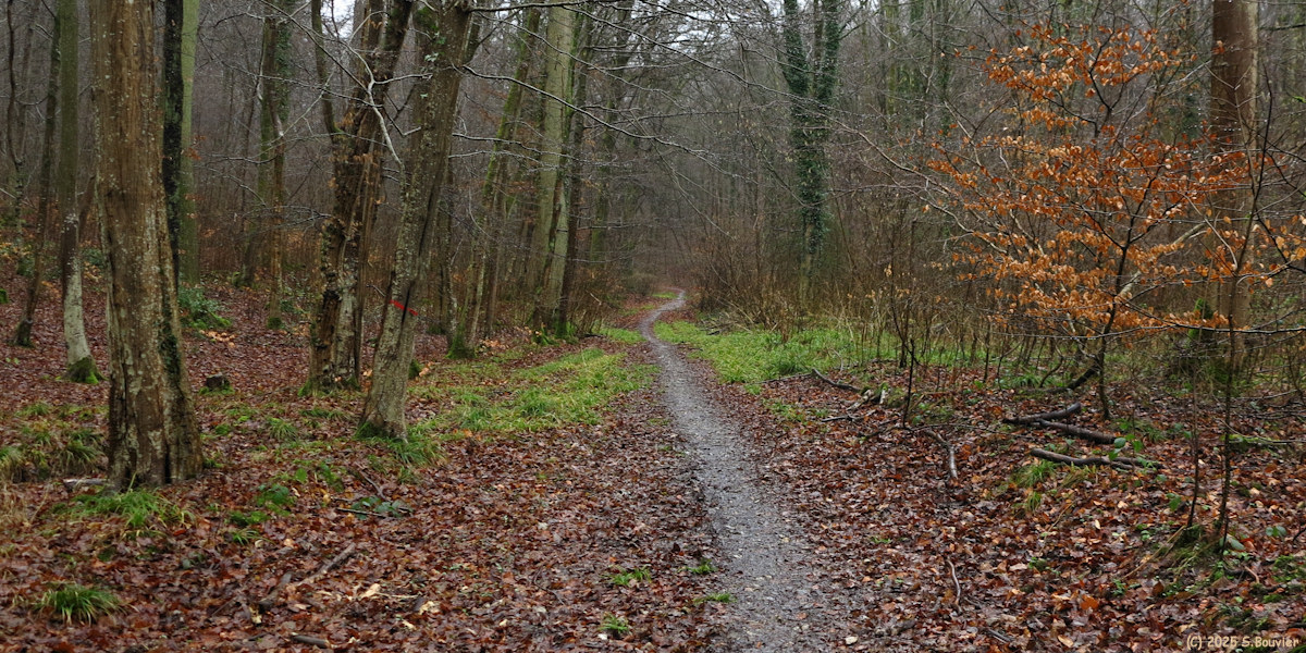 Forêt Verte (Chemin 4)