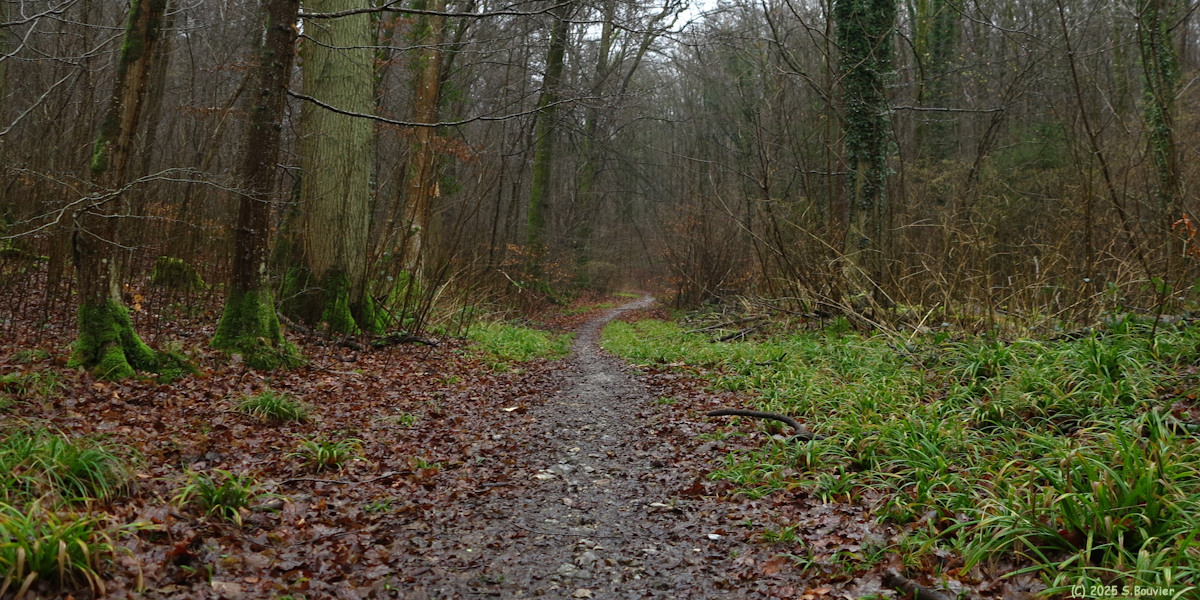 Forêt Verte (Chemin 5)