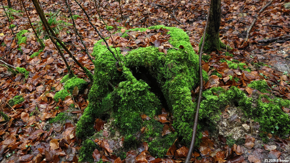 Forêt Verte (Souche)