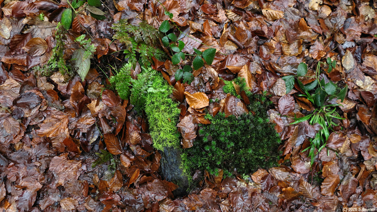 Forêt Verte (Mousse 1)